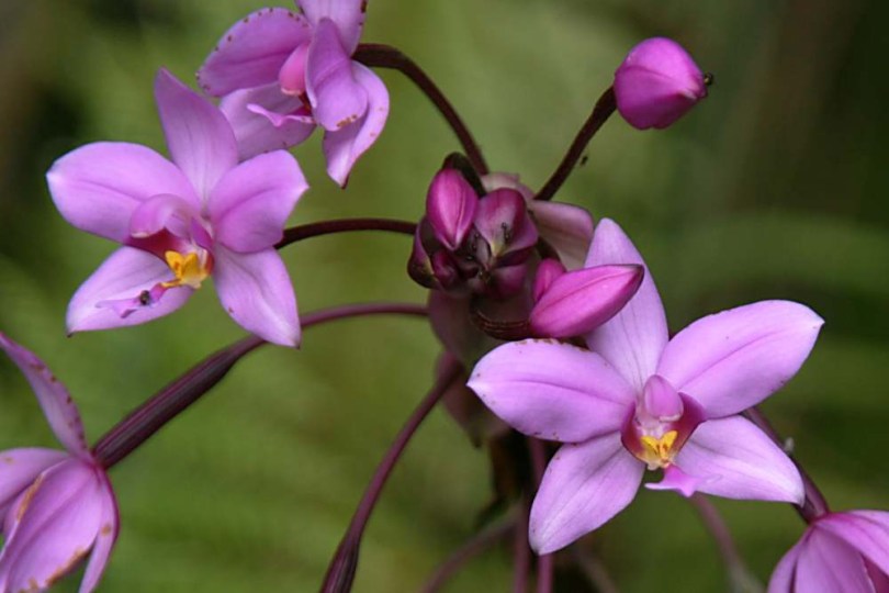 Pinangi lila földi orchidea - Spathoglottis plicata